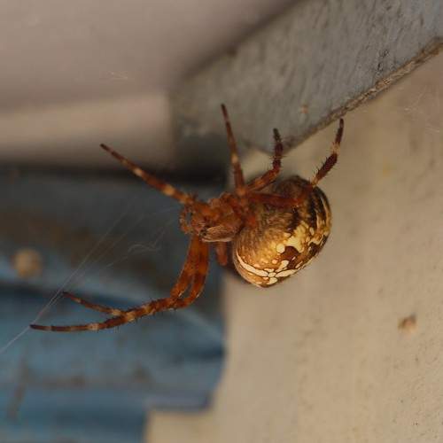 Photo #7142822