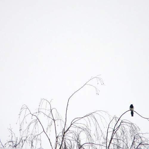 Photo #7143320