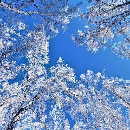 beauty of winter nature