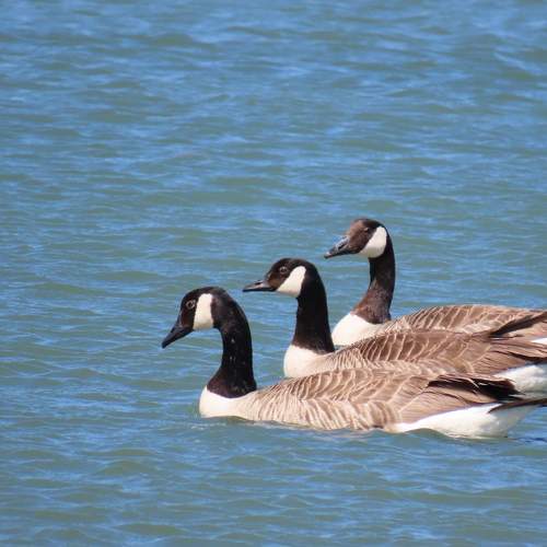 Photo #7143978