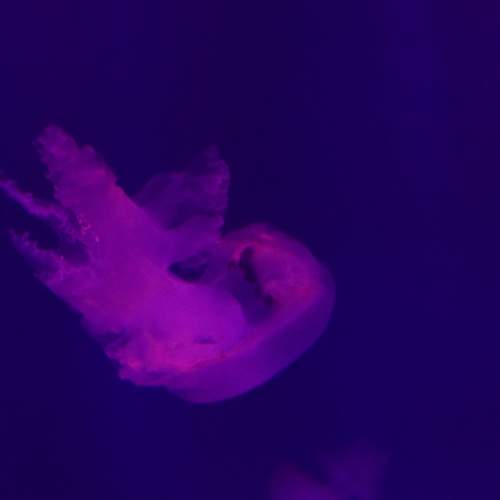 Photo #7150090