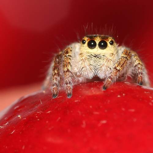 Photo #7157196