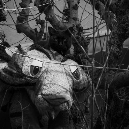 Photo #7158007