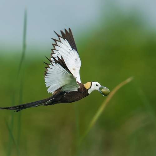 Pheasant tailed jacana - carrying it's egg