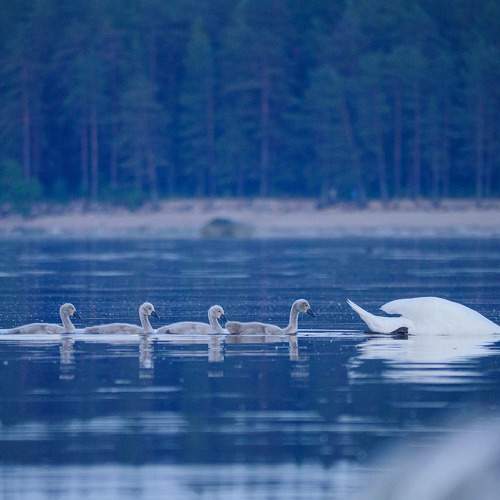 Photo #7160312