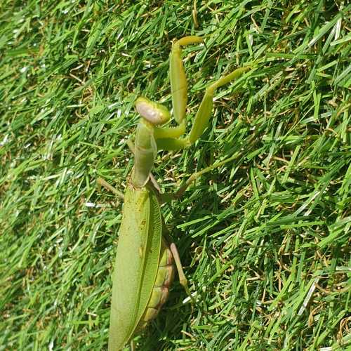 Photo #7160502