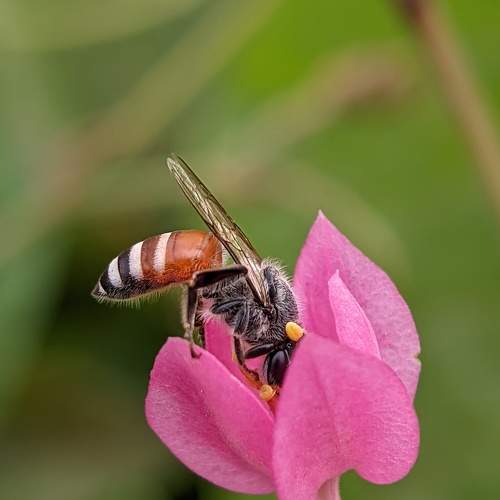 A busy pollinator.