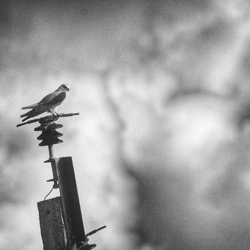 Nature's Destruction Portrayed Indirectly
