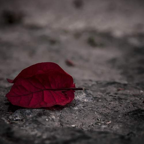 Red passion