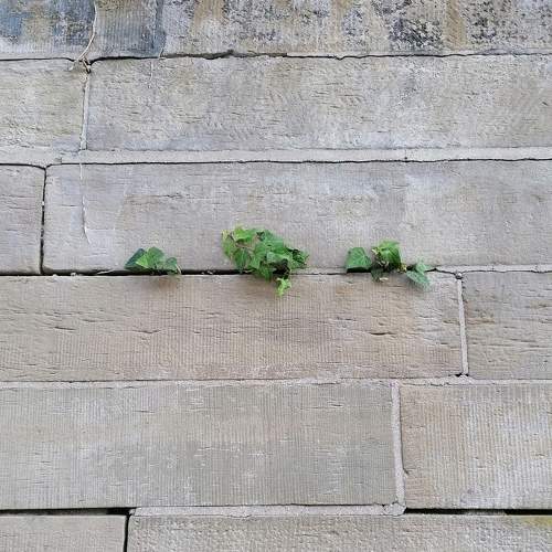 Plants growing on the Wall