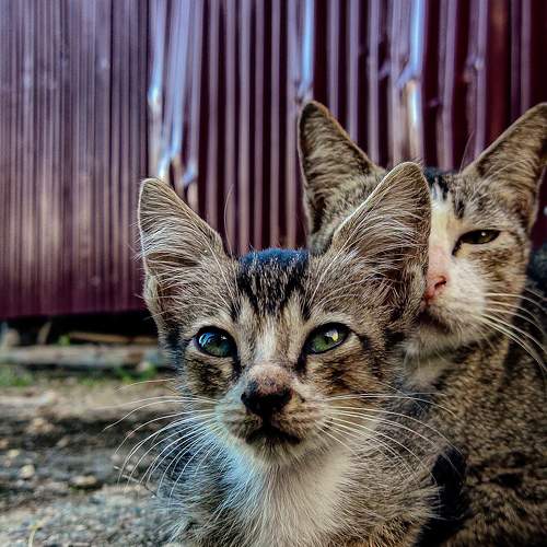 Photo #7168388