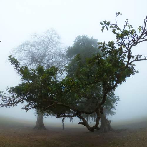 Silence of the Fog