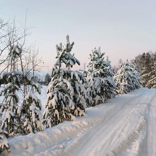 По дороге в снежный лес