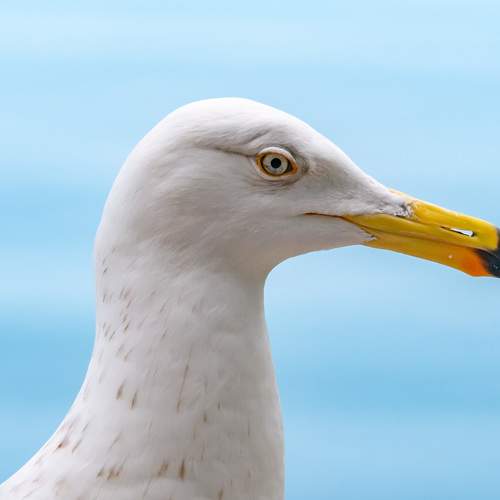 Любопытный Баклан
