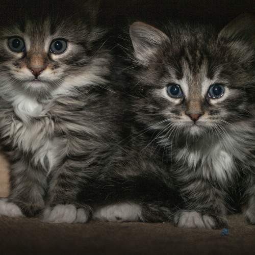 Photo #7177012