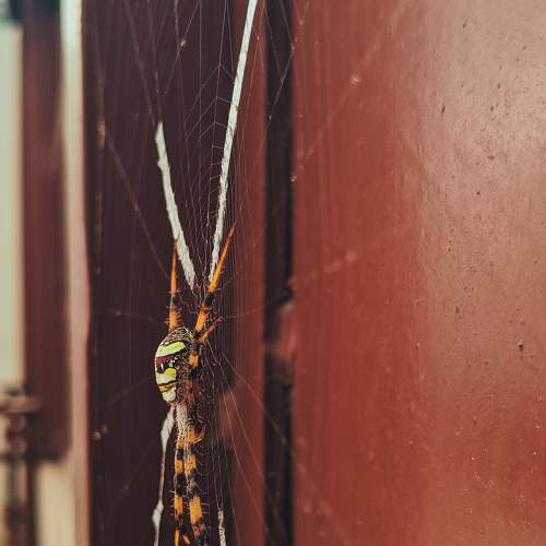 Spider hold
