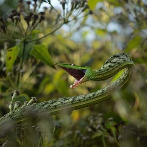 The Green Vine snake