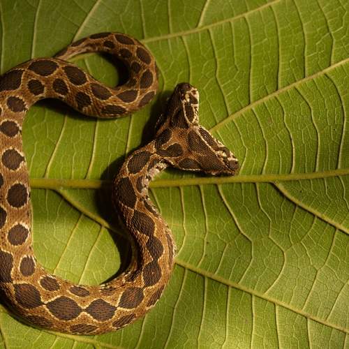Rare Double headed Russell's Viper.