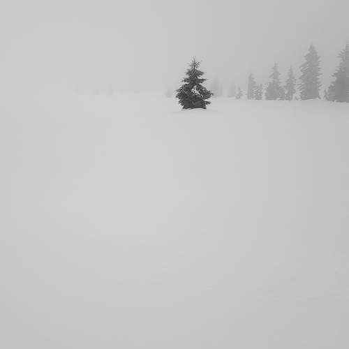 Lonely tree