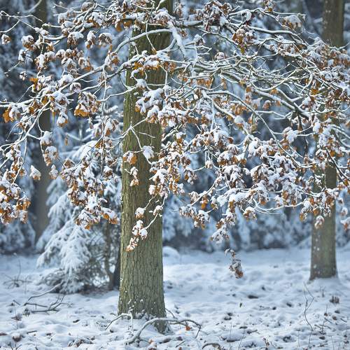 Tree under the snow