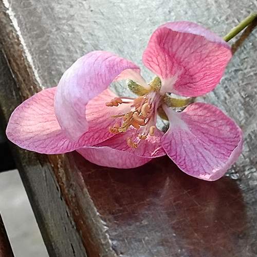 Photo #7188044