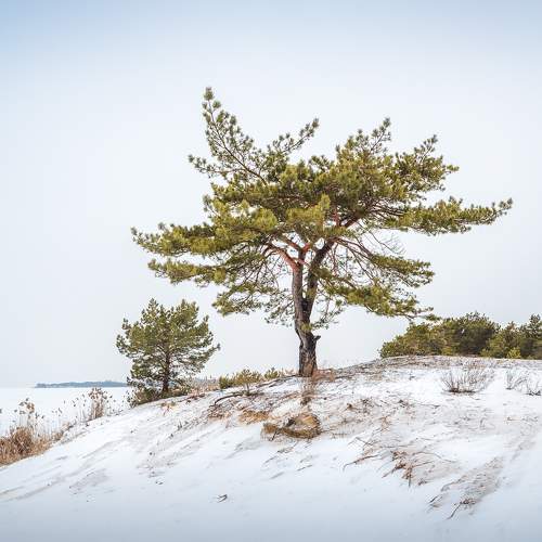 Winter landscape on the shore of Kyiv Sea