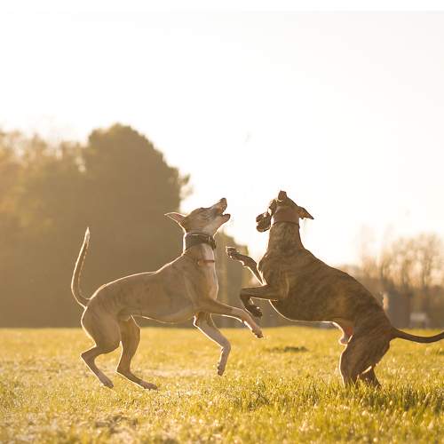 Photo #7190636