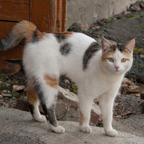Photo #7191449