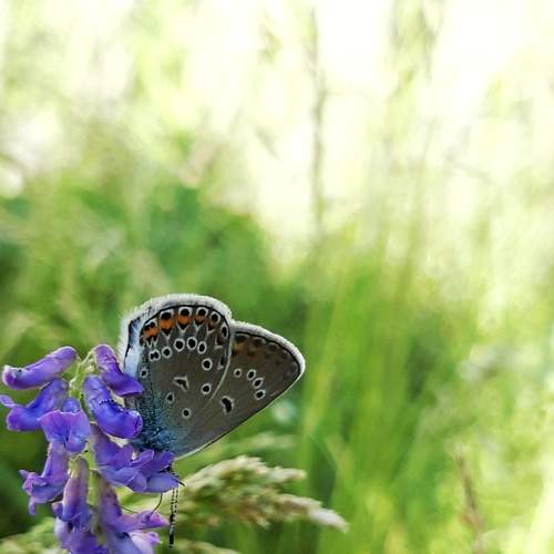 Photo #7191714