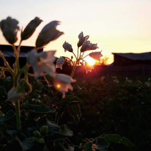 Photo #7191715