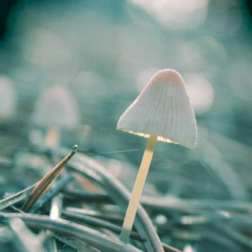 Photo #7193567