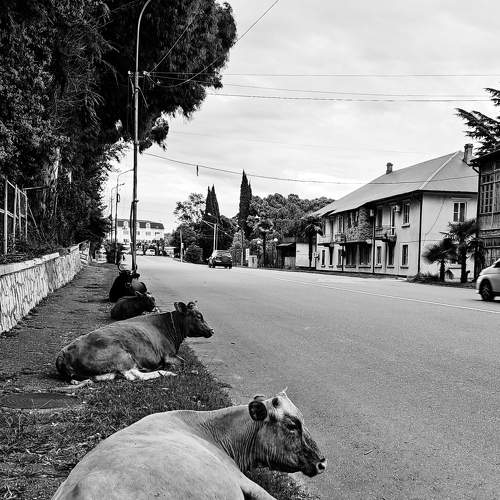 Photo #7193663