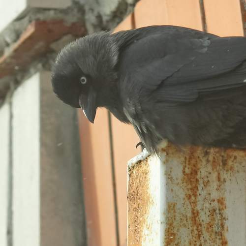 Jackdaw who is interested in something