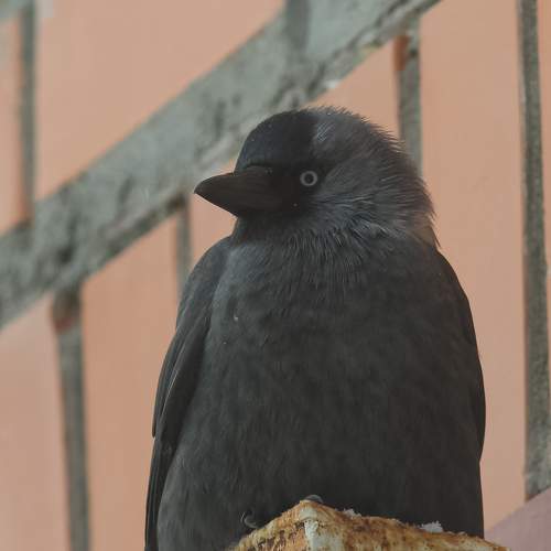 Photo #7194686