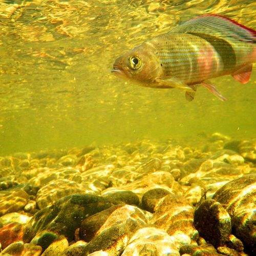 Photo #7195840