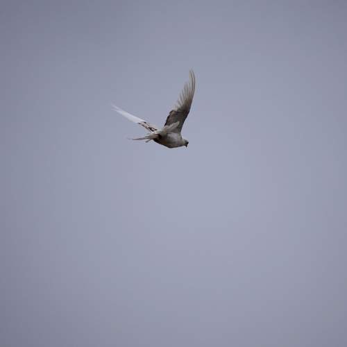 Photo #7196400
