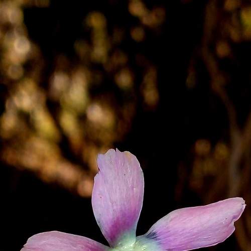 Photo #7197394