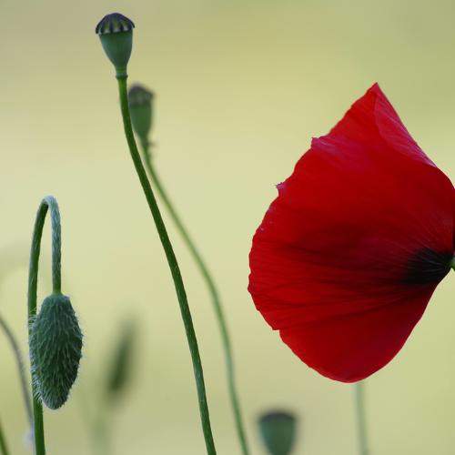 Simply Red