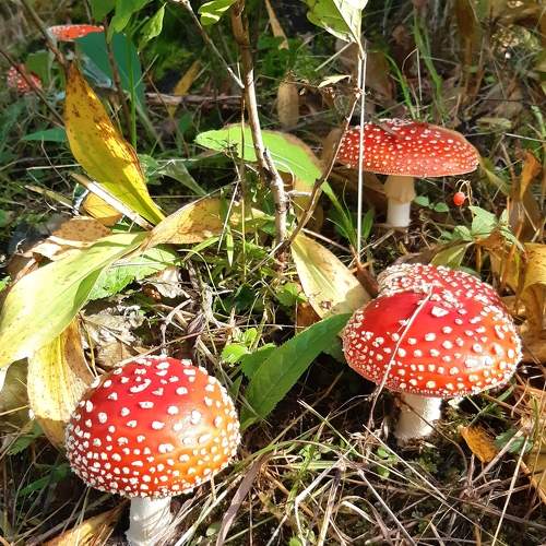 Photo #7199463