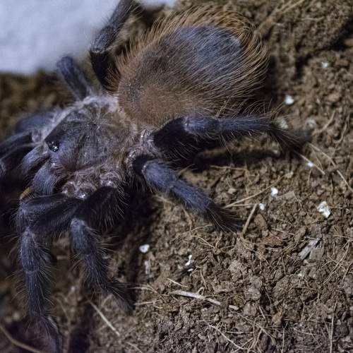 Pterinopelma sazimai