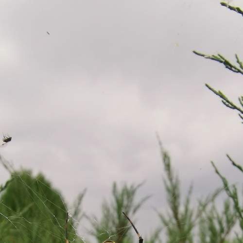 Photo #7202034