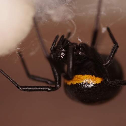 Photo #7203271