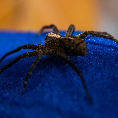 Photo #7206319