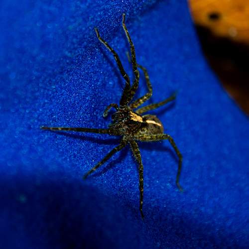 Photo #7206321