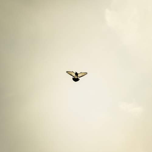 Photo #7207029