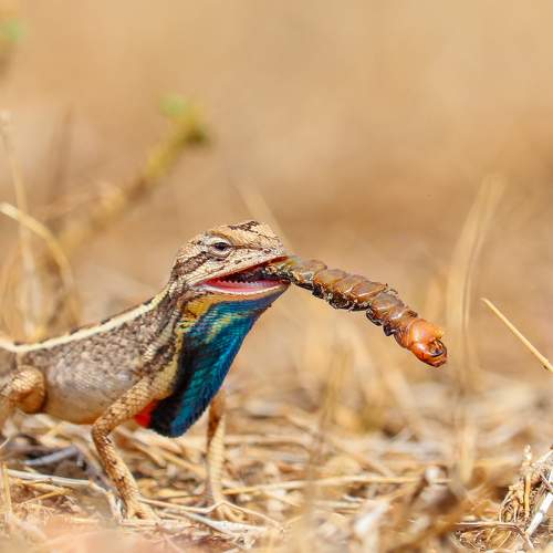 Crunchy lunch.
