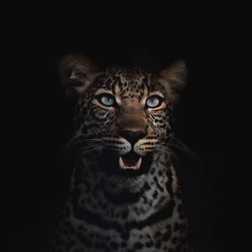 Photo #7208029