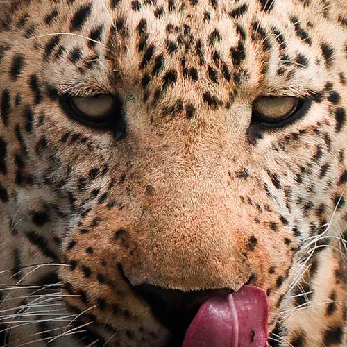 Photo #7208047