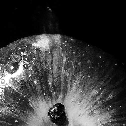 Photo #7209684