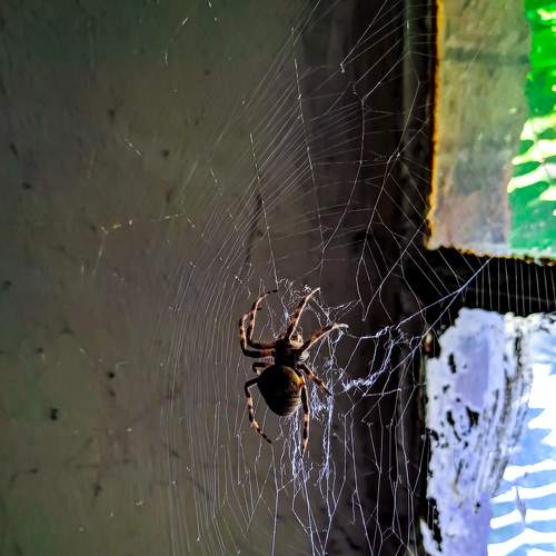 Photo #7211028